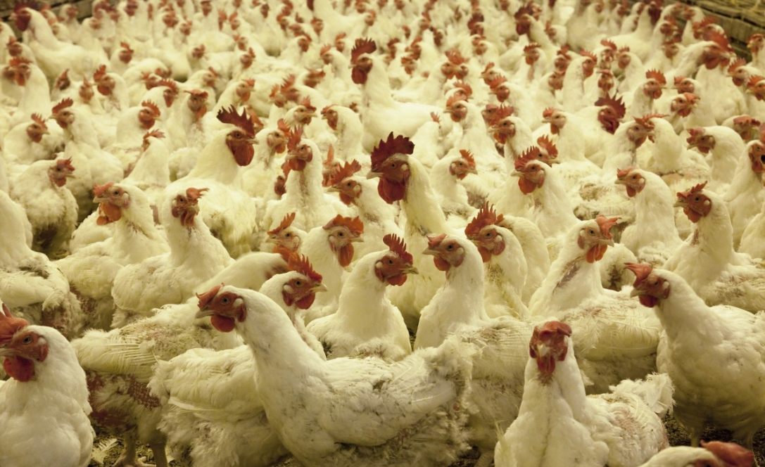 Dopo il coronavirus, la Cina si prepara all'influenza aviaria altamente patogena