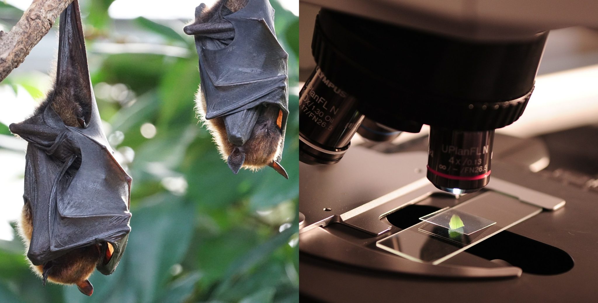 Research On Bats in Wuhan
