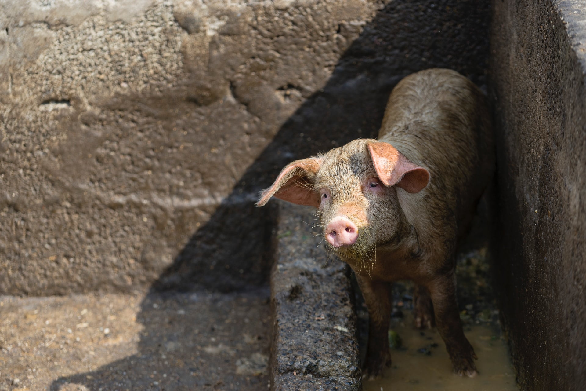 Swine Flu Pandemic China