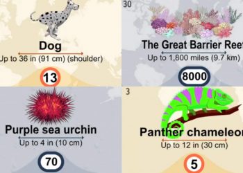 31 Aminali che vivono il più lungo e il più corto sulla Terra