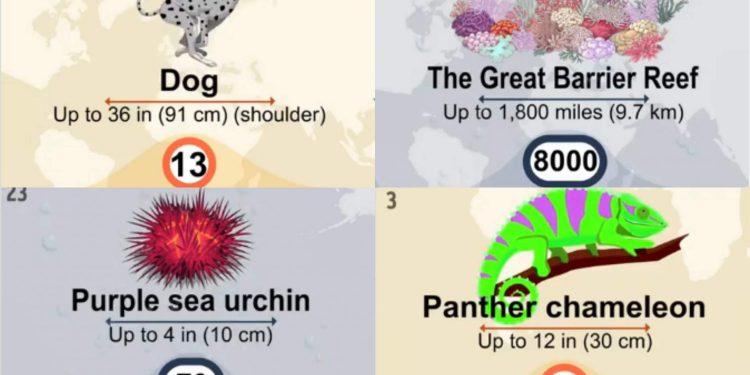 31 Aminals, die am längsten und am kürzesten auf der Erde leben