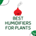 migliori umidificatori per piante