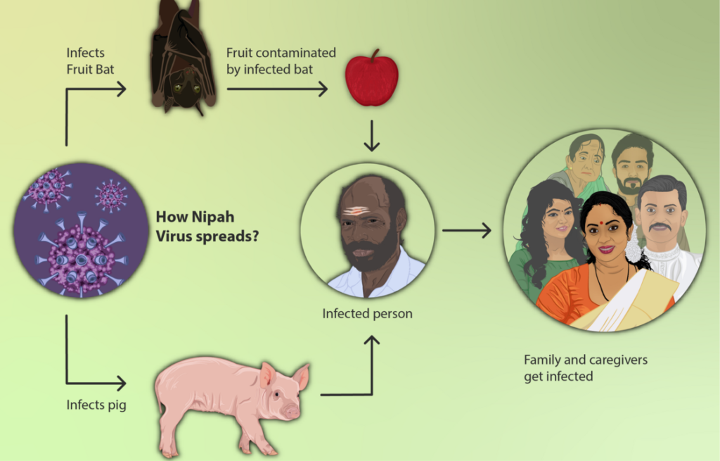 1125px How the Nipah Virus spreads