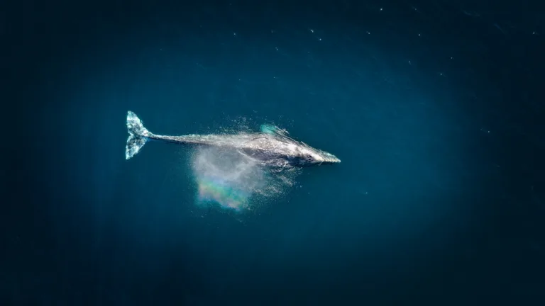 Les chercheurs utilisent l’IA pour comprendre le langage des baleines