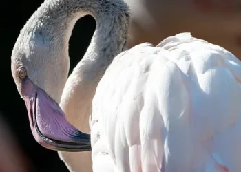 How to Preregister for Infinity Nikki and Unlock All Milestone Rewards