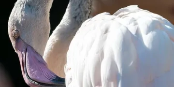 How to Preregister for Infinity Nikki and Unlock All Milestone Rewards