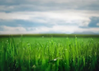 How to Cancel Sling TV: A Step-by-Step Guide