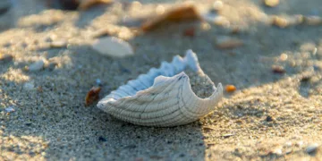 Can You Fix a Broken Phone Screen?