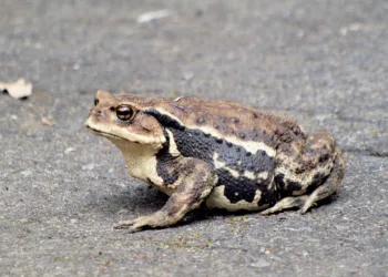 How Big Is a 70 Inch TV?