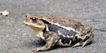 How Big Is a 70 Inch TV?