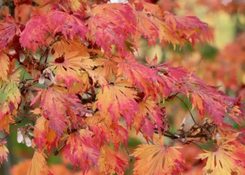 Is Justin Bieber Experiencing Financial Difficulties?