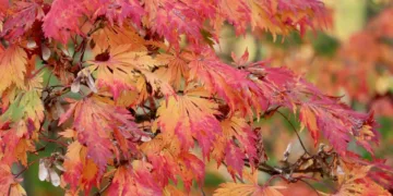 Is Justin Bieber Experiencing Financial Difficulties?