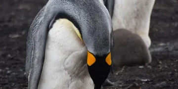 What Size of Washer for a King Comforter?