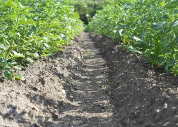 Whatʼs the Difference Between a WiFi Booster and Extender?