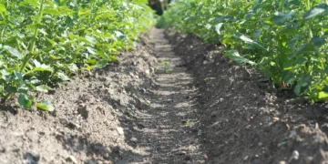 Whatʼs the Difference Between a WiFi Booster and Extender?