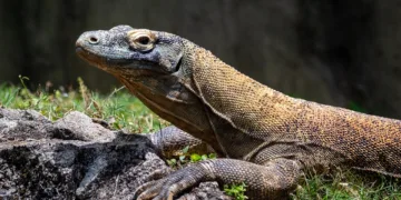 Which Monitor Is Best for Home?