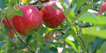 apple 2720105 960 720.jpg