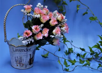 rose 1906463 960 720.jpg