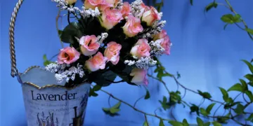 rose 1906463 960 720.jpg