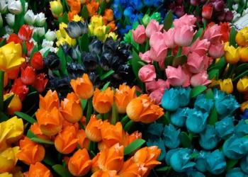 tulips 2849 960 720.jpg