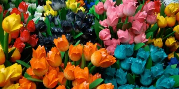 tulips 2849 960 720.jpg
