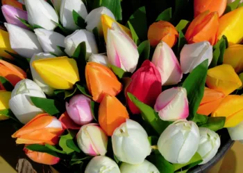 tulips 5472885 960 720.jpg