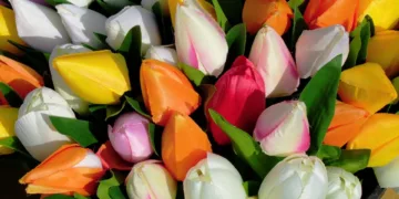 tulips 5472885 960 720.jpg
