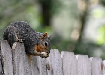 Dua Lipa Says ‘I Had To’ on Concert Mashup of ‘Levitating X Woh Ladki Jo’