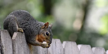 Dua Lipa Says ‘I Had To’ on Concert Mashup of ‘Levitating X Woh Ladki Jo’