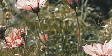 How to Cloud Stream PS5 Games on the PlayStation Portal: A Complete Guide