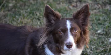 How to Get Lattice in Marvel Rivals: A Step-By-Step Guide