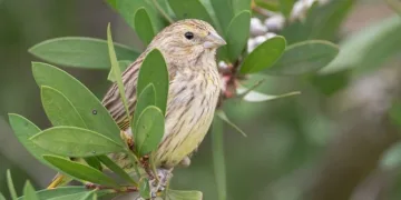 How To Get Free V-Bucks in Fortnite: Your Ultimate Guide