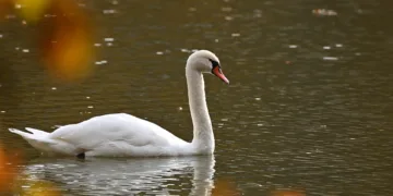 How To Fix The Most Common iPhone 16 Problems