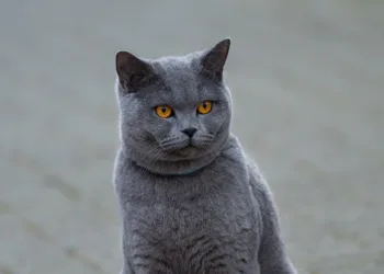 How to Get the Santa Dress in Stellar Blade: A Complete Guide