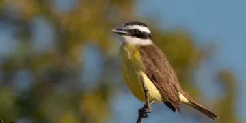 Selena Gomez Snuggles With Benny Blanco, Shows Off Engagement Ring