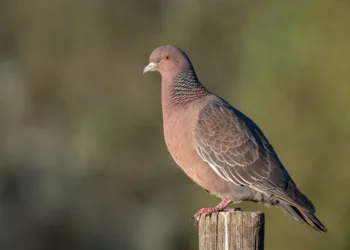 Christopher Nolan’s Next Project Is Inspired by The Odyssey