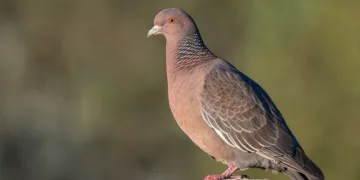 Christopher Nolan’s Next Project Is Inspired by The Odyssey