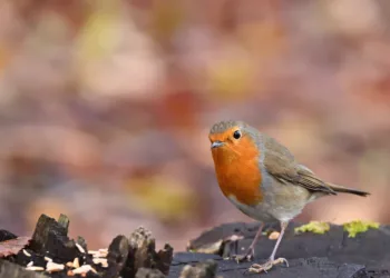 How To Craft the Miracle Wishful Aurosa Outfit in Infinity Nikki