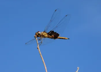 How To Solve The Three Eyed Gate Puzzle In Indiana Jones And The Great Circle
