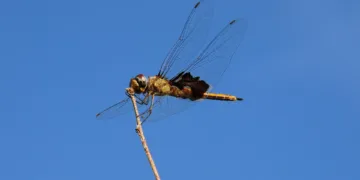 How To Solve The Three Eyed Gate Puzzle In Indiana Jones And The Great Circle