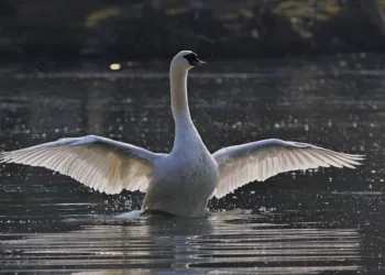 How To Use the PS1 Startup Sound on PS5