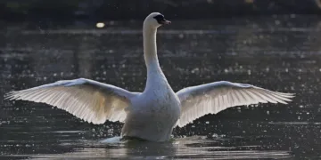 How To Use the PS1 Startup Sound on PS5