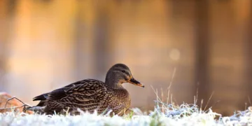 How to Use Visual Intelligence on Your iPhone with iOS 18.2