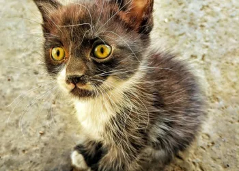 Is the Google Pixel 7 Pro release date?