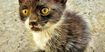 Is the Google Pixel 7 Pro release date?