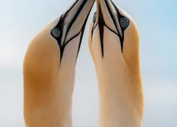 What is the best basic phone for seniors?