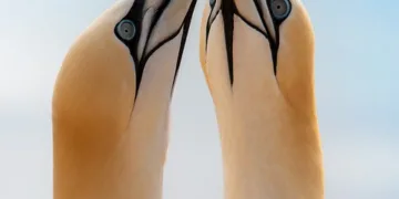 What is the best basic phone for seniors?