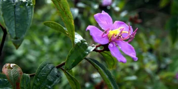 Which prepaid SIM is good?