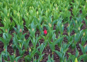 Will the Switch become cheaper?