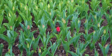 Will the Switch become cheaper?